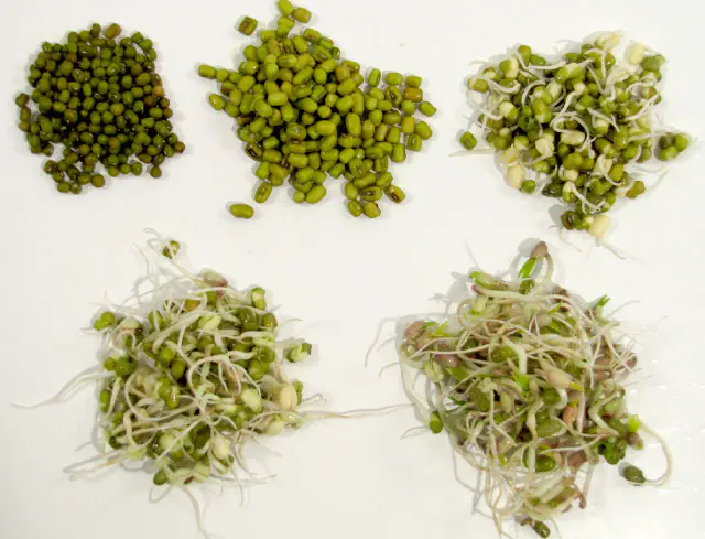 Beansprouts - the worlds smallest veggie garden